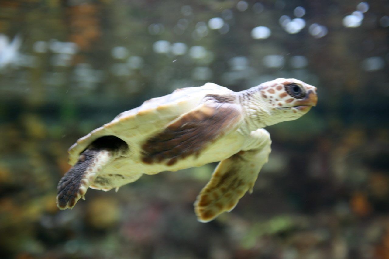 Loggerhead turtle swimming